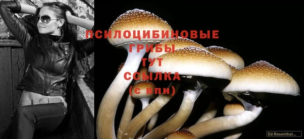 ГАЛЛЮЦИНОГЕННЫЕ ГРИБЫ Вязники